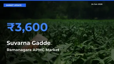 Ramanagara APMC Records Highest ₹3,600 Rate for Suvarna Gadde