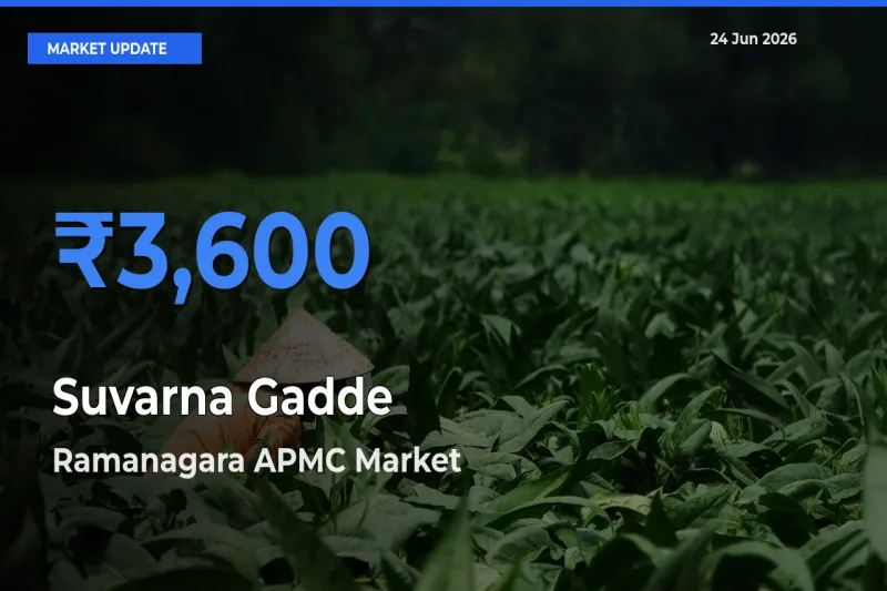 Ramanagara APMC Records Highest ₹3,600 Rate for Suvarna Gadde