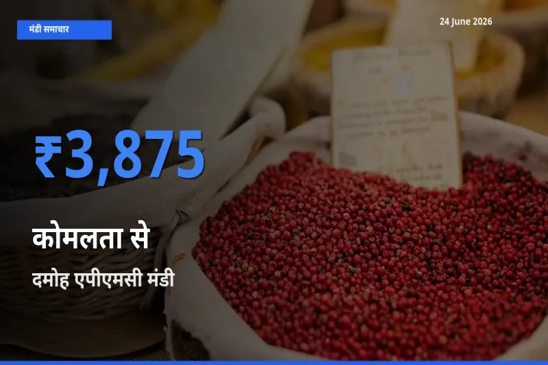 आज का मंडी भाव: कोमलता से के सबसे ज़्यादा दाम दमोह एपीएमसी में