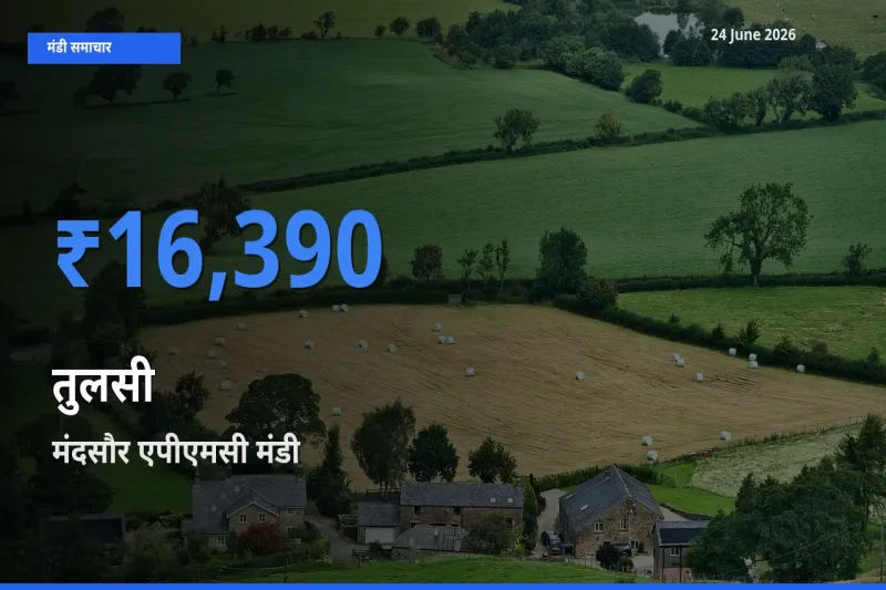आज तुलसी के सबसे ऊँचे दाम ₹16,390 मंदसौर एपीएमसी मंडी में