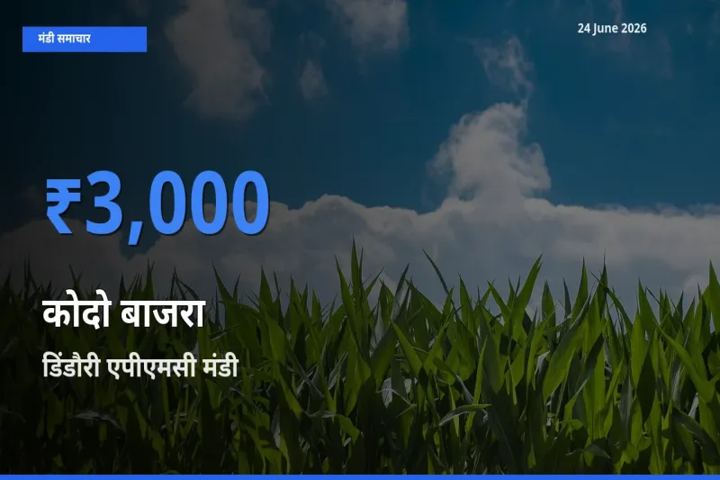 बाज़ार संकेत: डिंडौरी एपीएमसी बना कोदो बाजरा के लिए आज की टॉप मंडी