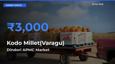 Dindori APMC Tops Kodo Millet(Varagu) Mandi Rates Today