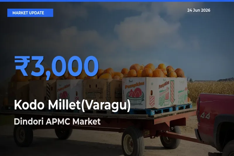 Dindori APMC Tops Kodo Millet(Varagu) Mandi Rates Today