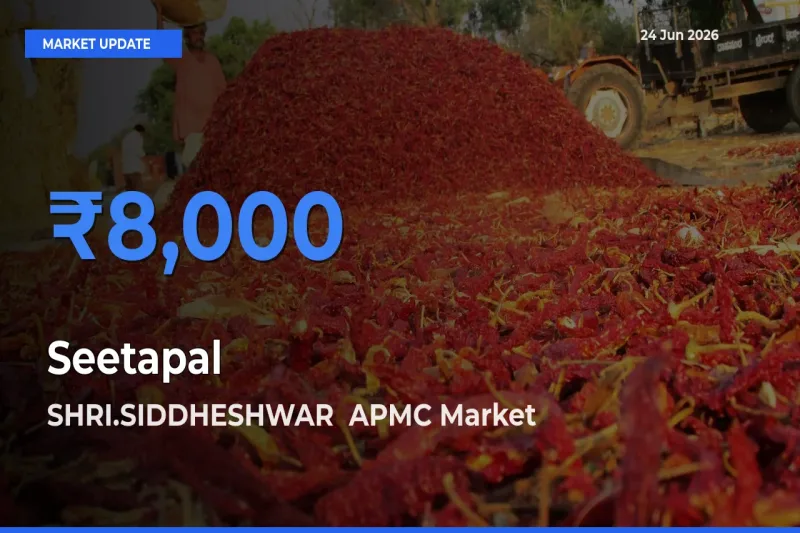 Farmers Prefer SHRI.SIDDHESHWAR APMC as Seetapal Hits Highest Rate