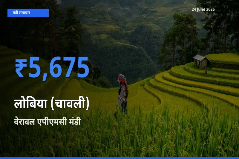 टॉप मंडी बना वेरावल एपीएमसी! लोबिया (चावली) के सबसे ऊँचे दाम यहीं दर्ज