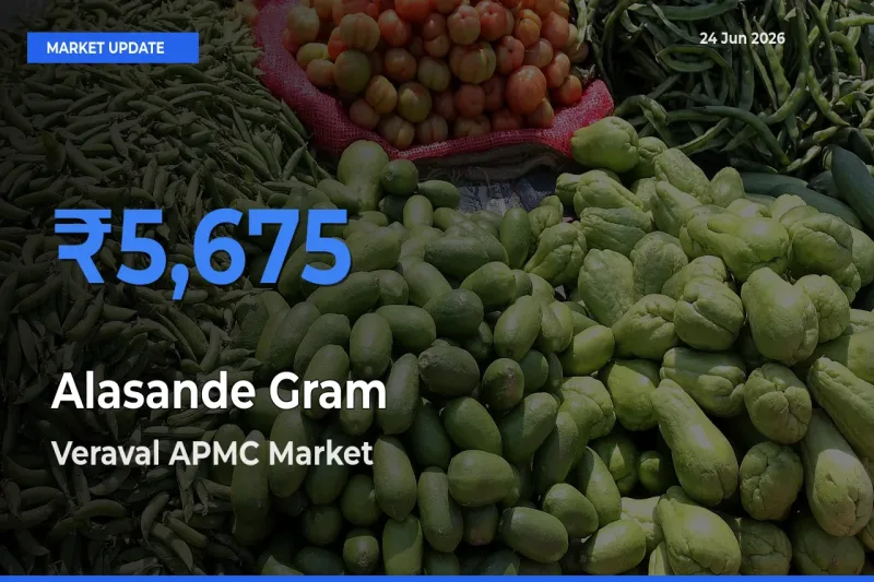 Veraval APMC Offers ₹5,675 – Highest Alasande Gram Rate Today
