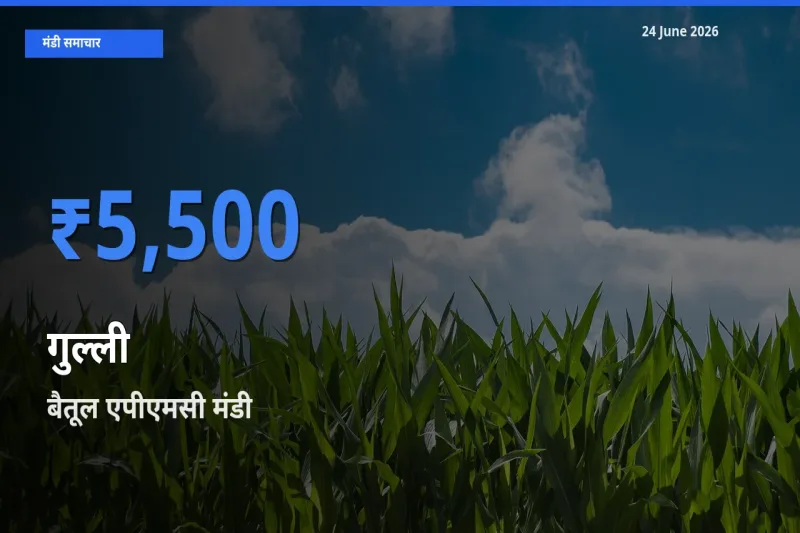 बैतूल एपीएमसी में गुल्ली का आज सबसे ऊँचा भाव
