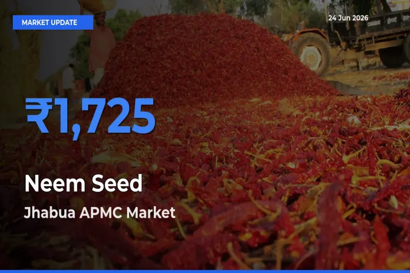 Top Performer! Jhabua APMC Offers Best Neem Seed Price Today