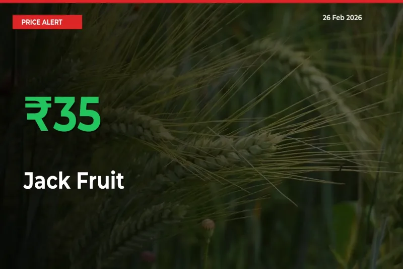 Big Rally! Jack Fruit Climbs 34.58% in 24 Hours at Top Mandis