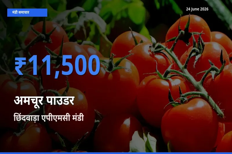 किसानों की पसंद बना छिंदवाड़ा एपीएमसी, अमचूर पाउडर के सबसे अच्छे दाम