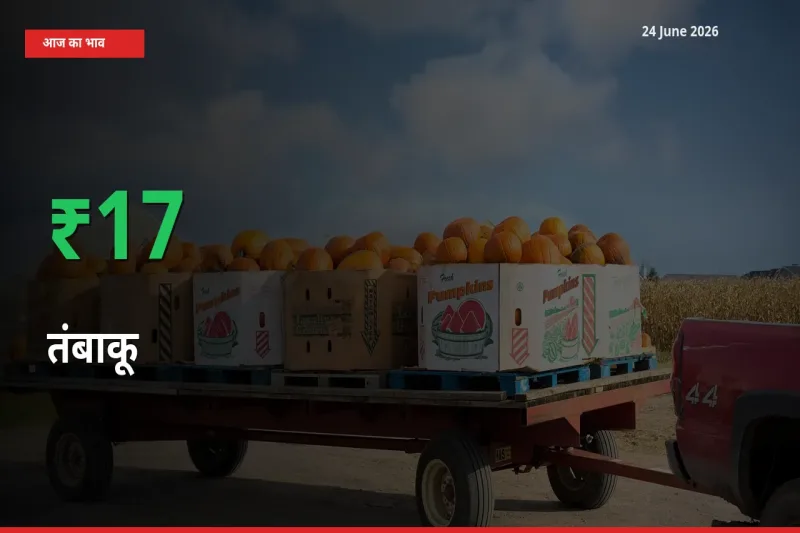 तेज़ तेजी! मंडी में तंबाकू के दाम 17.34% चढ़े