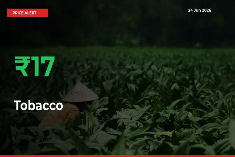 17.34% Spike in Tobacco Prices – Mandi Sees Sudden Rally
