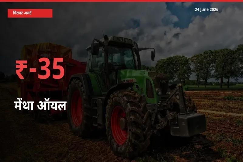 अचानक झटका! मंडी में मेंथा ऑयल के दाम 34.66% टूटे
