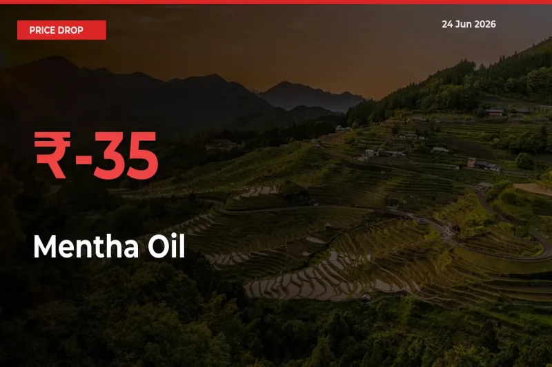 Mentha Oil Falls 34.66% at Mandis