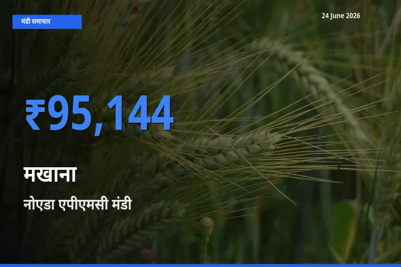 टॉप मंडी बना नोएडा एपीएमसी! मखाना के सबसे ऊँचे दाम यहीं दर्ज