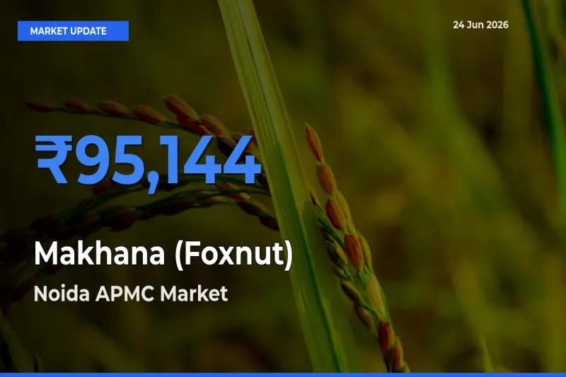 Noida APMC Tops Makhana (Foxnut) Mandi Rates Today