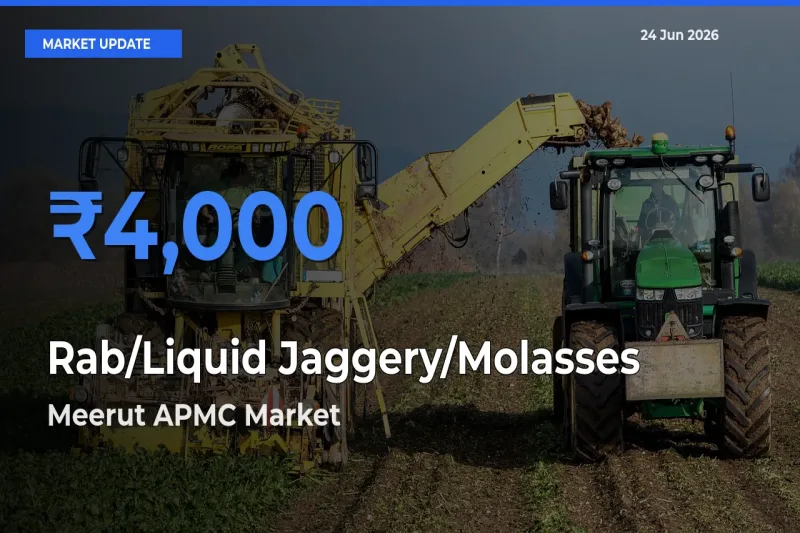 Meerut APMC Leads as Top Mandi for Rab/Liquid Jaggery/Molasses Prices