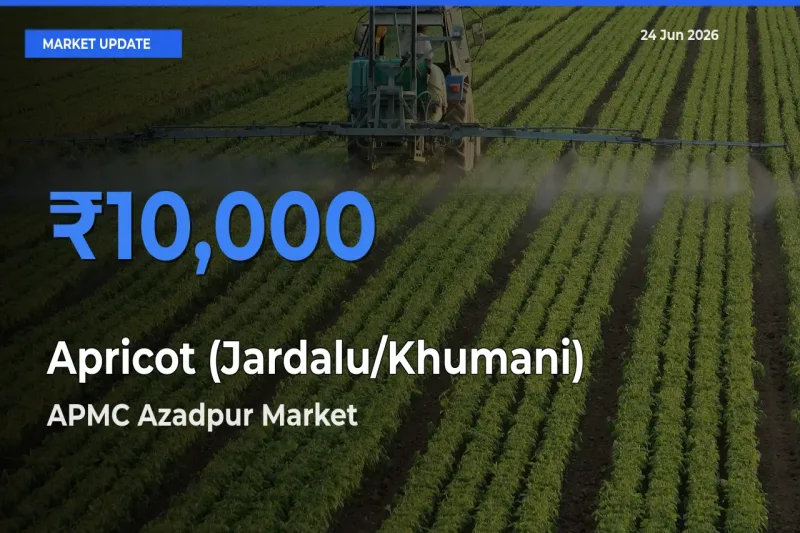 APMC Azadpur Leads as Top Mandi for Apricot (Jardalu/Khumani) Prices
