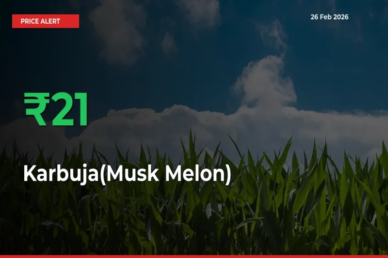 This Mandi Records 20.64% Jump in Karbuja(Musk Melon) Prices