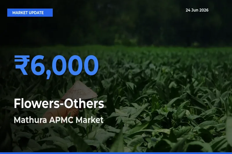 Mathura APMC Offers ₹6,000 – Highest Flowers-Others Rate Today