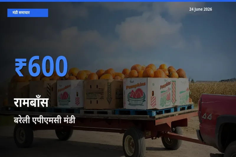 आज रामबाँस के सबसे ऊँचे दाम ₹600 बरेली एपीएमसी मंडी में
