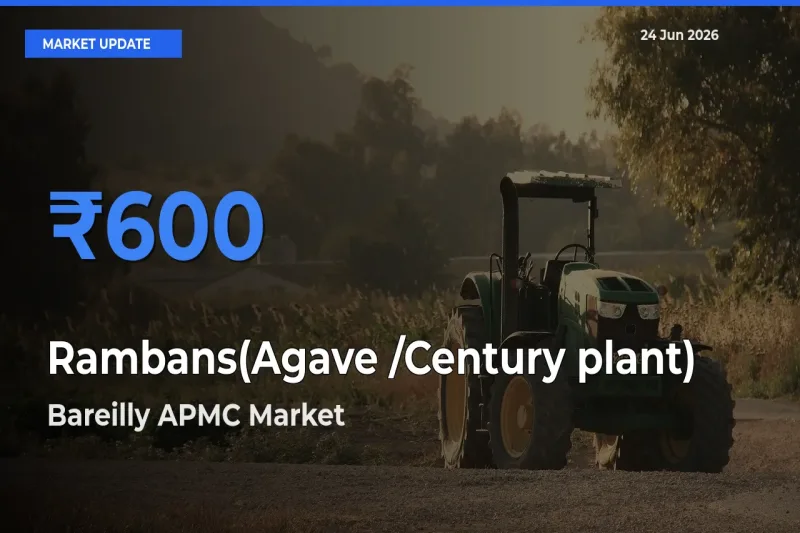 Bareilly APMC Emerges as Top Mandi for Rambans(Agave /Century plant) Prices Today