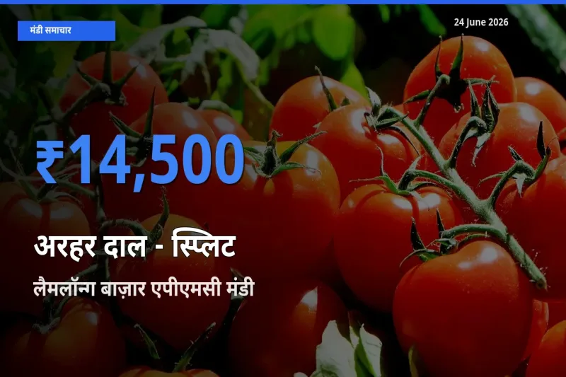 किसानों की पसंद बना लैमलॉन्ग बाज़ार एपीएमसी, अरहर दाल - स्प्लिट के सबसे अच्छे दाम