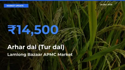 Market Watch: Lamlong Bazaar APMC Becomes Top Mandi for Arhar dal (Tur dal)