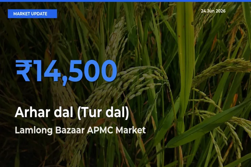 Market Watch: Lamlong Bazaar APMC Becomes Top Mandi for Arhar dal (Tur dal)