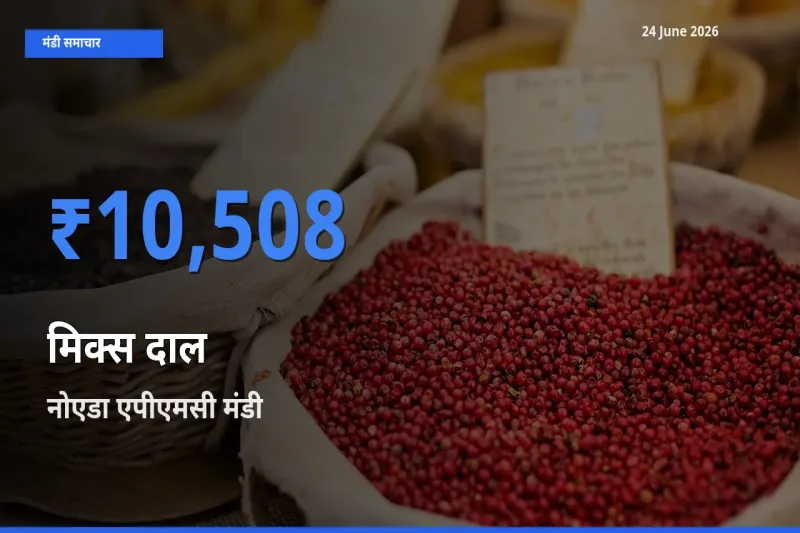 बाज़ार संकेत: नोएडा एपीएमसी बना मिक्स दाल के लिए आज की टॉप मंडी