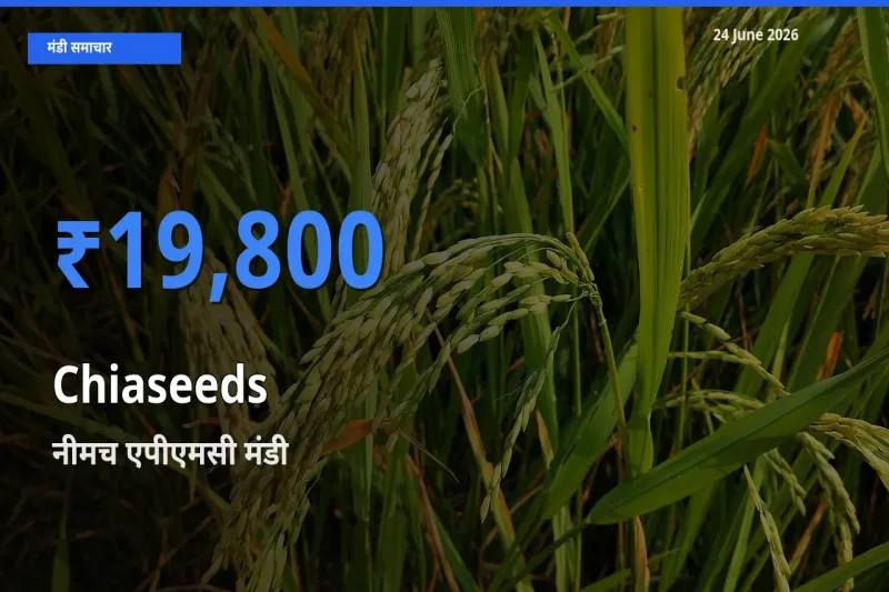 आज का मंडी भाव: Chiaseeds के सबसे ज़्यादा दाम नीमच एपीएमसी में