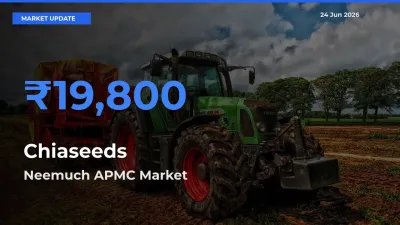 Neemuch APMC Tops Chiaseeds Rates – June 24 Market Update