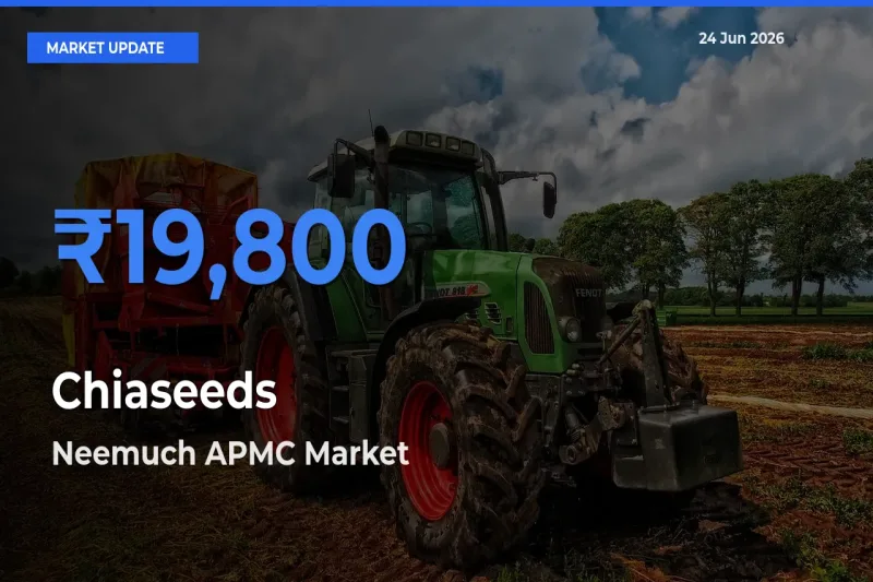 Neemuch APMC Tops Chiaseeds Rates – June 24 Market Update