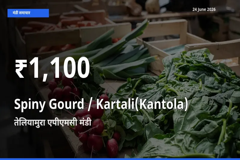 तेलियामुरा एपीएमसी में Spiny Gourd / Kartali(Kantola)
₹1,100 पर गिरा – 30 दिन का न्यूनतम भाव