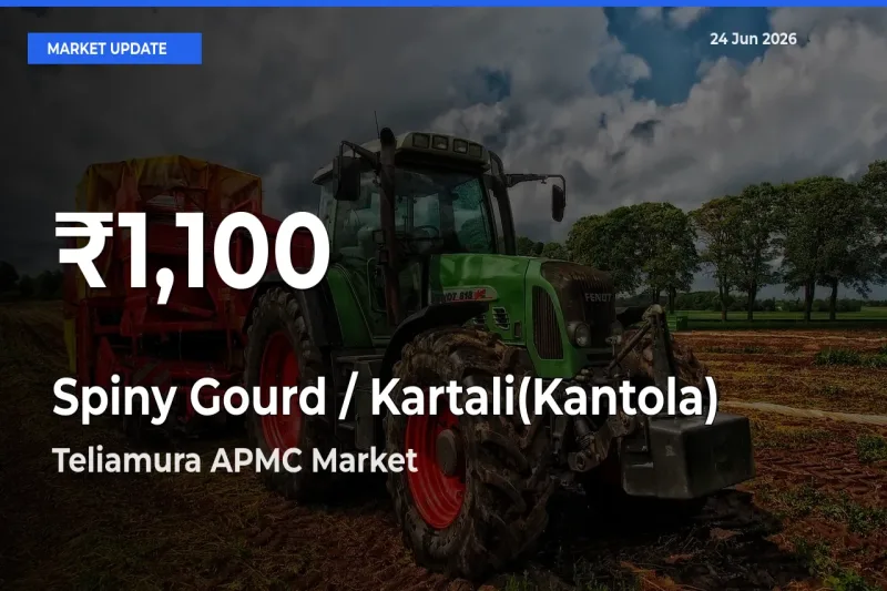 Spiny Gourd / Kartali(Kantola)
Falls to ₹1,100 in Teliamura APMC – 30-Day Lowest Rate
