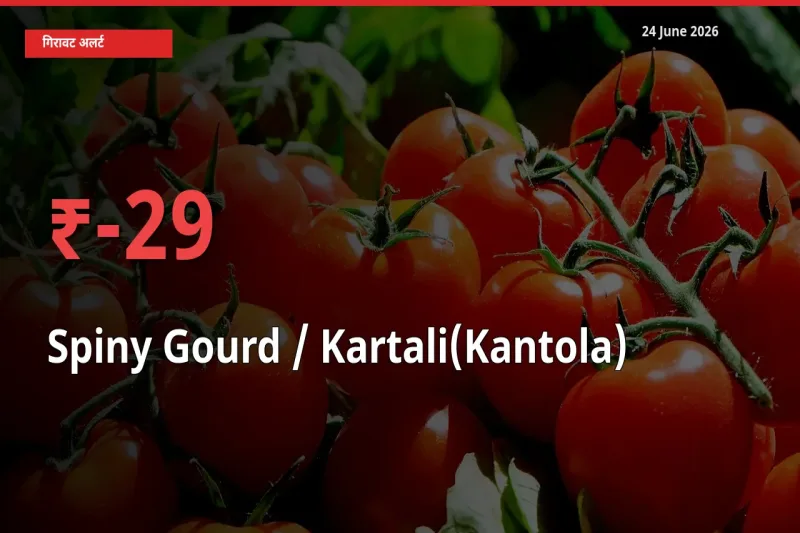 स्थानीय मंडी में Spiny Gourd / Kartali(Kantola)
के दाम अचानक 29.25% गिरे, किसानों की चिंता बढ़ी