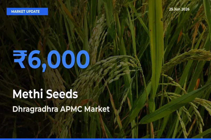 Methi Seeds Mandi Rate Today: Dhragradhra APMC Tops the List