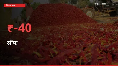 किसानों की चिंता बढ़ी! स्थानीय मंडी में सौंफ 39.89% गिरा