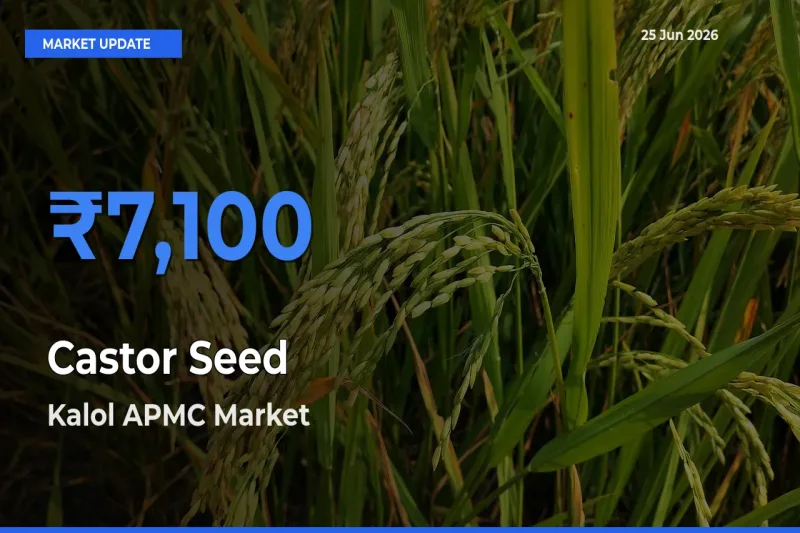 Kalol APMC Tops Castor Seed Mandi Rates Today