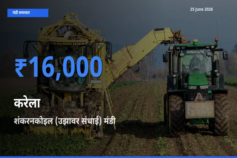 आज का मंडी भाव: करेला के सबसे ज़्यादा दाम शंकरनकोइल (उझावर संधाई) में