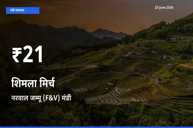 नरवाल जम्मू (F&V) में शिमला मिर्च के दाम 30 दिन के न्यूनतम स्तर पर, आज का मंडी भाव देखें