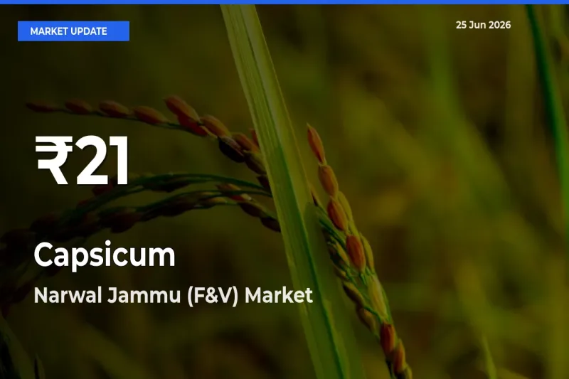 Why Capsicum Prices Slumped in Narwal Jammu (F&V) – 30-Day Low Today