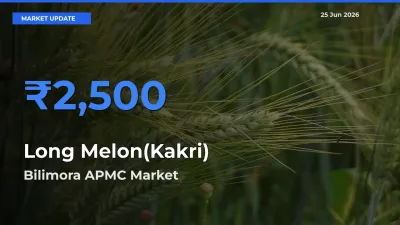Bilimora APMC Emerges as Top Mandi for Long Melon(Kakri) Prices Today