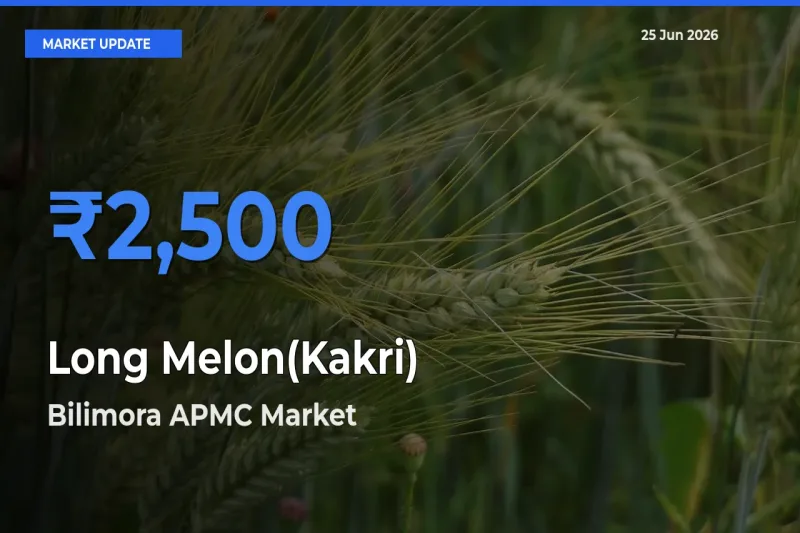 Bilimora APMC Emerges as Top Mandi for Long Melon(Kakri) Prices Today