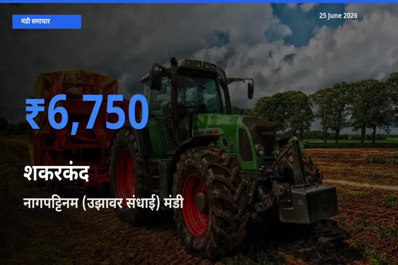 आज शकरकंद के सबसे ज़्यादा दाम नागपट्टिनम (उझावर संधाई) मंडी में दर्ज
