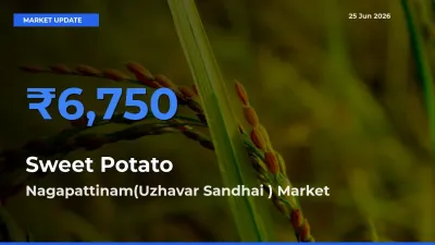 Nagapattinam(Uzhavar Sandhai ) Tops Sweet Potato Mandi Rates Today