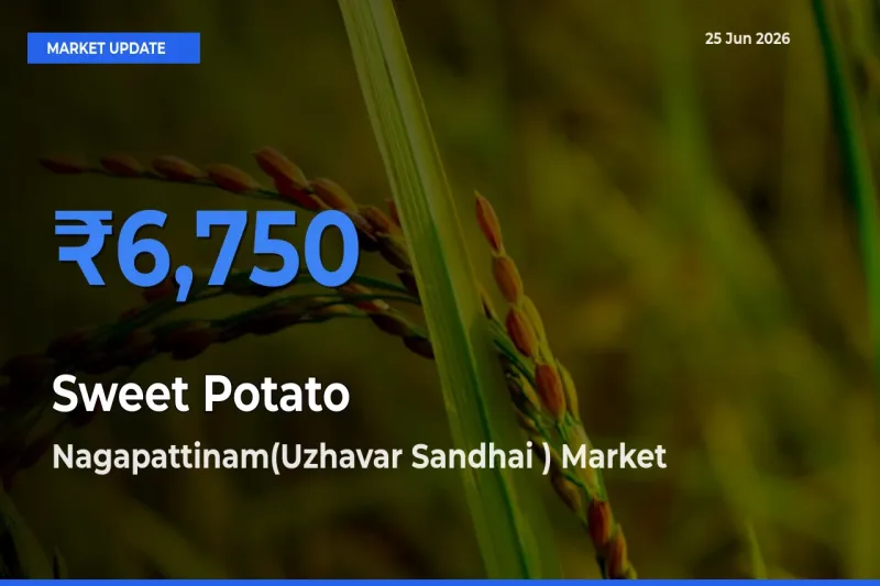 Nagapattinam(Uzhavar Sandhai ) Tops Sweet Potato Mandi Rates Today