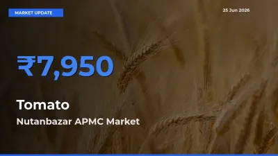 Nutanbazar APMC Offers ₹7,950 – Highest Tomato Rate Today