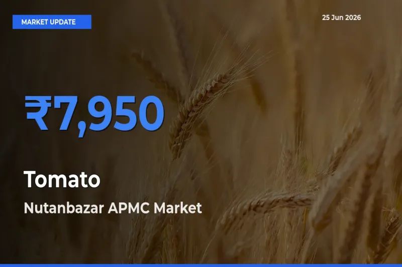 Nutanbazar APMC Offers ₹7,950 – Highest Tomato Rate Today
