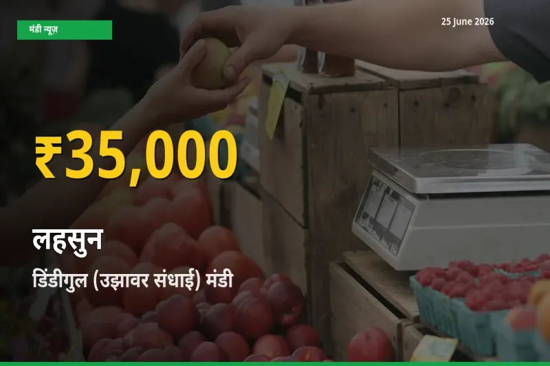 आज का मंडी भाव: डिंडीगुल (उझावर संधाई) में लहसुन सबसे ऊँचे स्तर पर